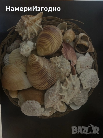 Миди за аквариум