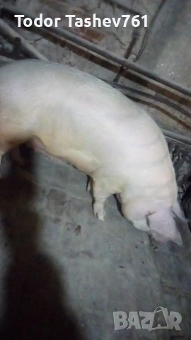 малки прасета 