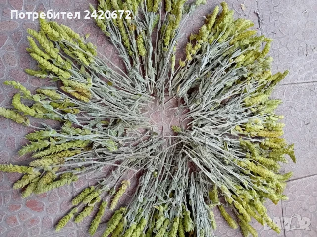 био  мурсалски  чай, снимка 3 - Хранителни добавки - 50732701