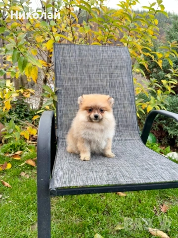 Померан момиче със втора ваксина. Померанче, снимка 5 - Померан - 52633545