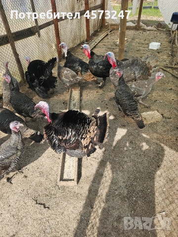 мъжки и женски пуики, снимка 3 - Кокошки и пуйки - 53754359