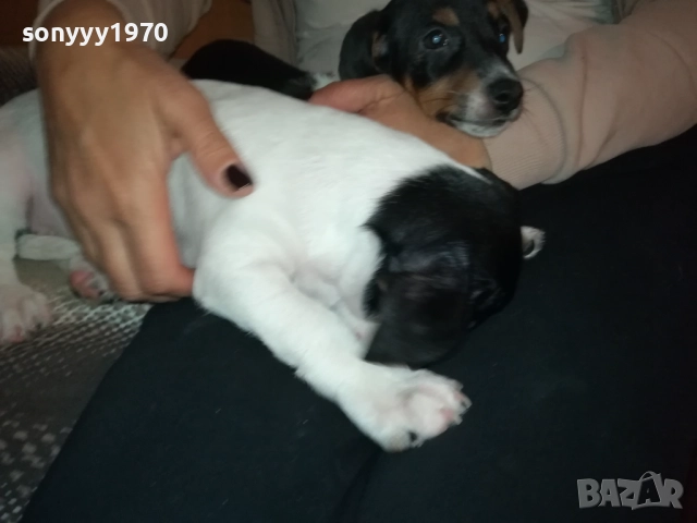 бебе джак-женско 2810251642, снимка 18 - Джак ръсел териер - 52213728