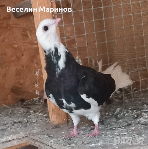 продавам  белослатински гьлаби, снимка 5 - Гълъби - 53881195