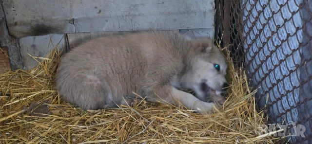 Алабай, снимка 9 - Други - 53196094