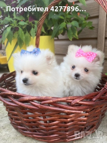 Померанчета 