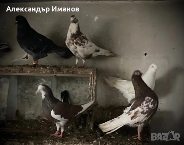 Гълъби, снимка 4 - Гълъби - 52188809