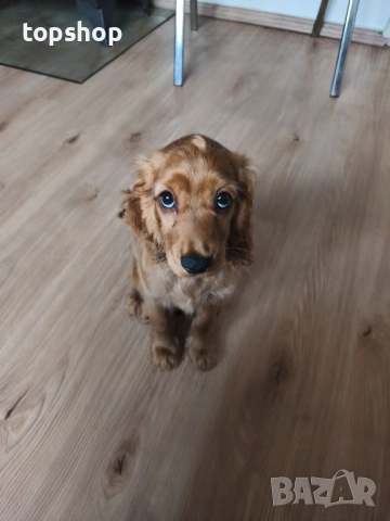 Продавам кученце Кокер Шпаньол - чиста порода, родена 26.08.25 Обезпаразитена