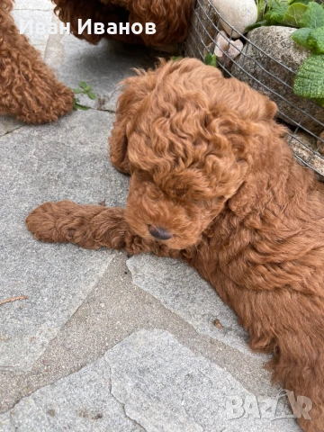 Той мини пудел, снимка 5 - Пудели - 54253460