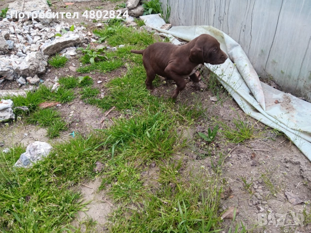 Малки кучета курцхари , снимка 3 - Курцхаар - 54256617