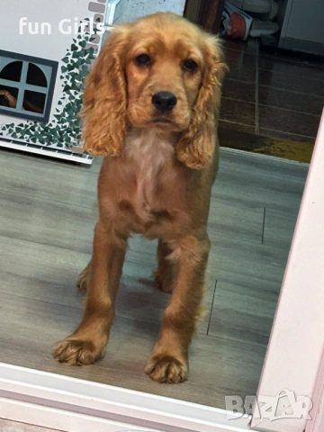 Кокер шпаньол, снимка 2 - Други - 53283662