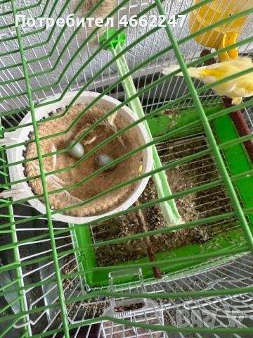 Чистокръвна Малиноа , снимка 4 - Канари - 54124092