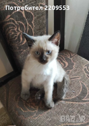 Сиамско Коте