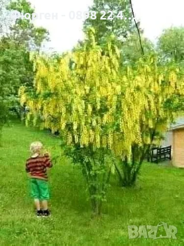 Златен дъжд - Laburnum wat.Vossii, снимка 4 - Разсади - 50568447