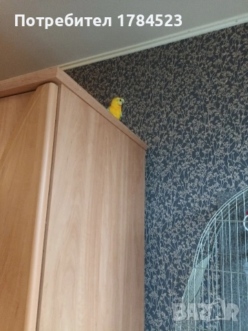 Мъжки поен папагал, снимка 4 - Папагали - 54084418