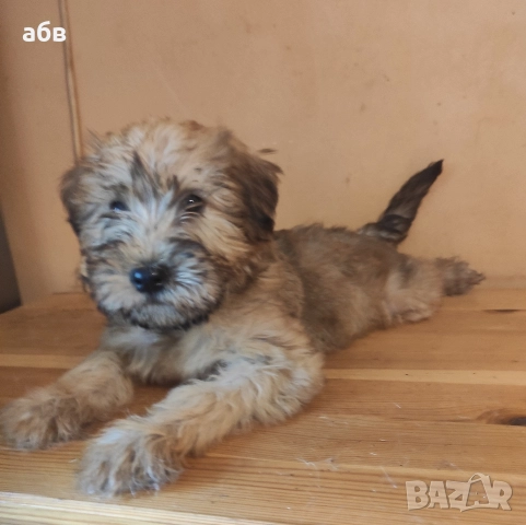 ирландски пшенични териери 