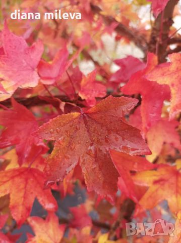 Ликвидамбър, Амброво дърво, Liquidambar , снимка 11 - Градински цветя и растения - 46214418