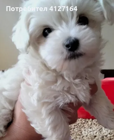 Мини малтийски болонки , снимка 1