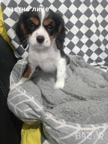 кавалер момиче, снимка 5 - Кавалер кинг чарлз шпаньол - 52591734