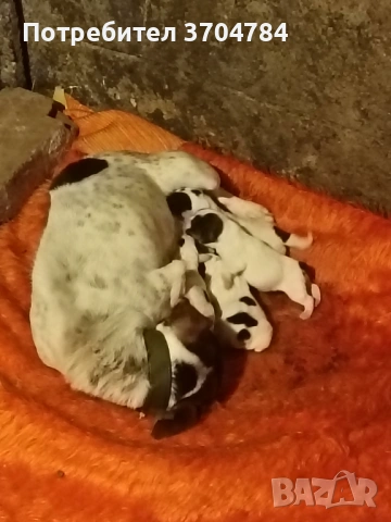 Продавам джак ръселчета , снимка 2 - Джак ръсел териер - 53888338