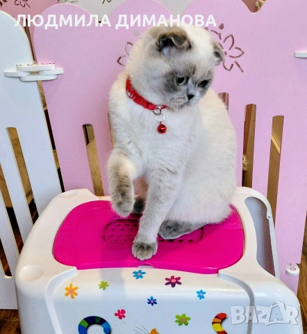 Шотландско момиче със сини очи. , снимка 6 - Британска късокосместа - 53291975