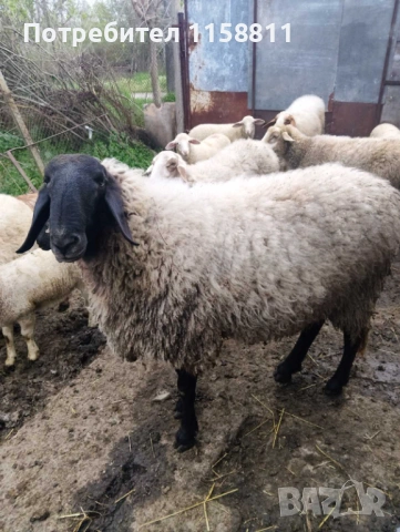 Чреноглав коч