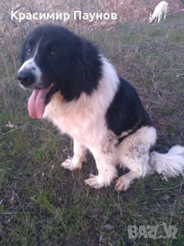 Малки  каракачанки . 4 месеца ., снимка 10 - Каракачанска овчарка - 53821136