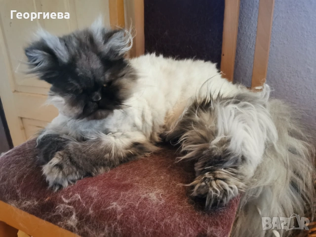 Персийски котарак сребърна чинчила , снимка 4 - Персийска - 53868377