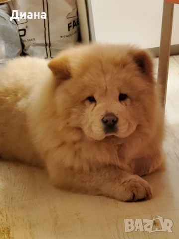 Куче чау-чау