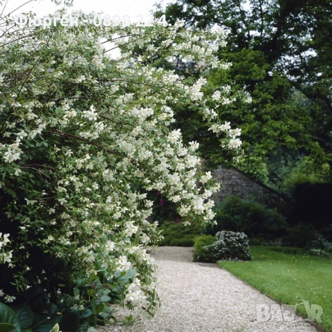 Филаделфус (Philadelphus), снимка 2 - Разсади - 53200782