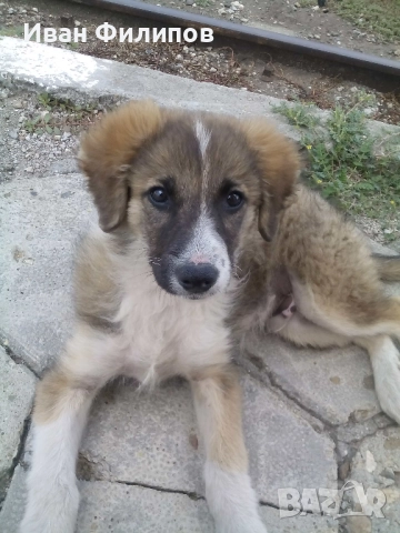 Търся, безплатно куче