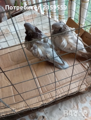  Китайски чайки , снимка 5 - Гълъби - 54053124