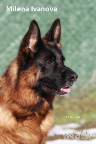 Отлично мъжко куче за разплод , снимка 11 - Немска овчарка - 51534737