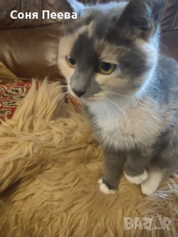 Домашна, женска,кастрирана котка