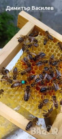 Промоция на пчелни майки - 20 лв., снимка 1 - За пчели - 45081439
