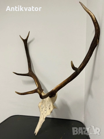 Трофей от елен, снимка 2 - Декорация за дома - 54258345