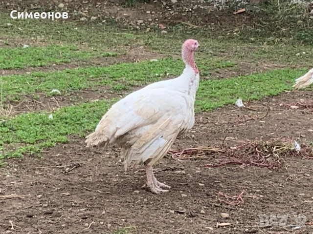 Пуйки , снимка 2 - Кокошки и пуйки - 53830036