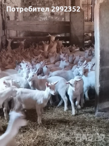 Saanski jenski i majki qrenca za damazlak, снимка 12 - Кози - 53540945