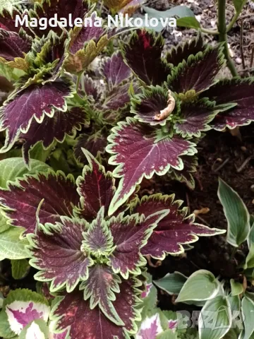 COLEUS Сортови,рядко срещани копривки, снимка 13 - Градински цветя и растения - 47509014