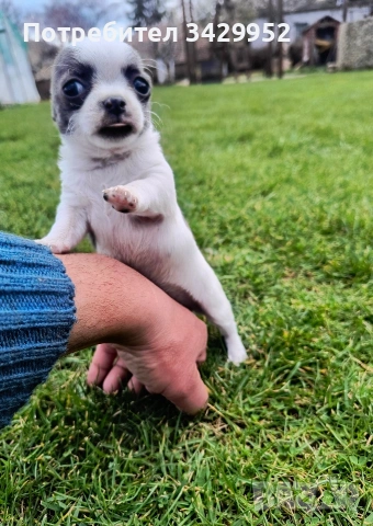 момиченце чихуахуа , снимка 3 - Чихуахуа - 54006487