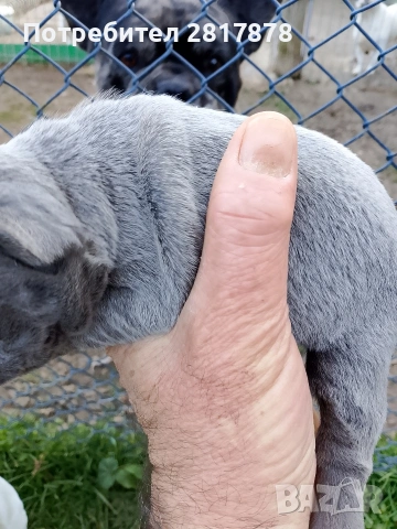 френски булдог , снимка 4 - Френски булдог - 53191321