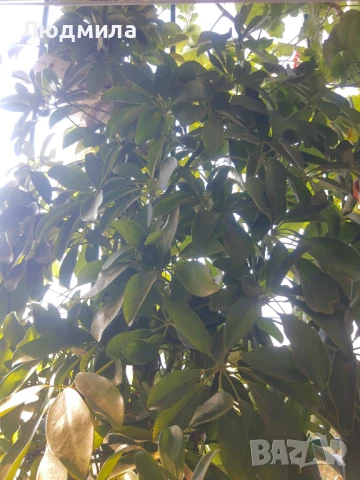 Растение,Шефлера,дърво,зелено,богато за декорация, снимка 7 - Стайни растения - 51305405