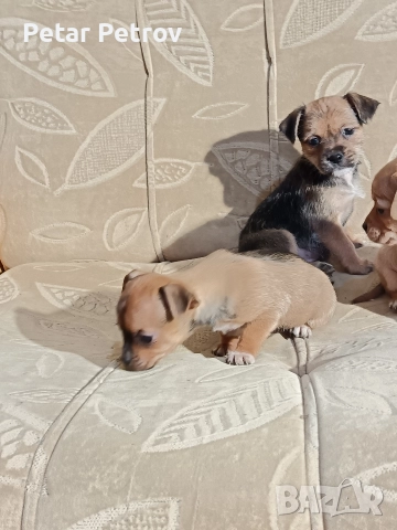 мини чиху пинчер , снимка 11 - Пинчер - 52813031