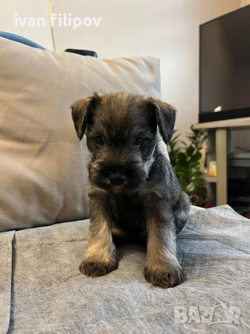 Мини шнауцер/цверг шнауцер, снимка 4 - Други животни - 52975045