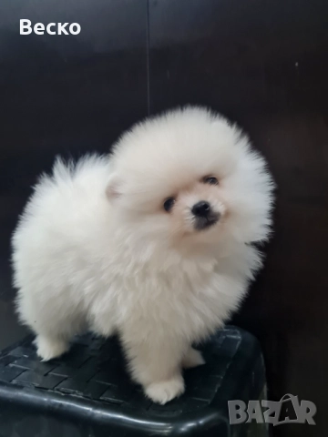 Померан мини мъжко , снимка 3 - Померан - 52907523