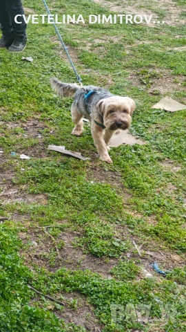 Продавам породисто йорки, снимка 5 - Йоркширски териер - 53872010