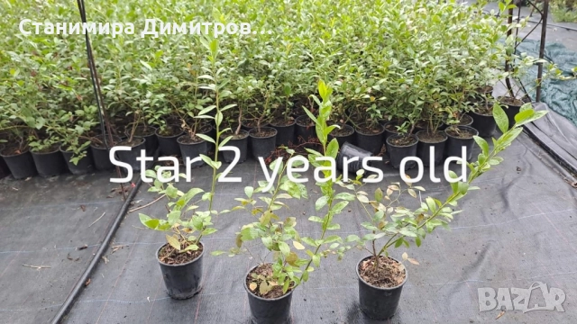 Разсад боровинки , снимка 9 - Разсади - 50801234