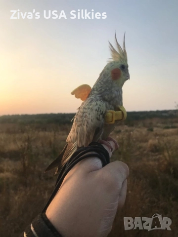 ръчно отглеждане на птици, снимка 14 - Папагали - 52415606