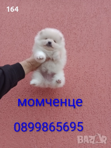 Мъжки и женски  Померани. Реални снимки от 05.01.26 г. 