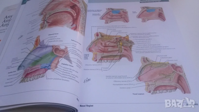 Атлас по анатомия - Atlas of Human Anatomy - Frank H. Netter, MD, 7-мо издание, снимка 8 - Учебници, учебни тетрадки - 54084472
