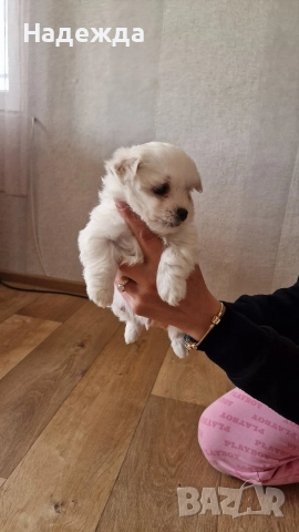 "Малтийска болонка"